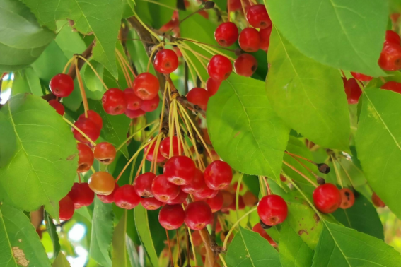 有丁子这个词吗