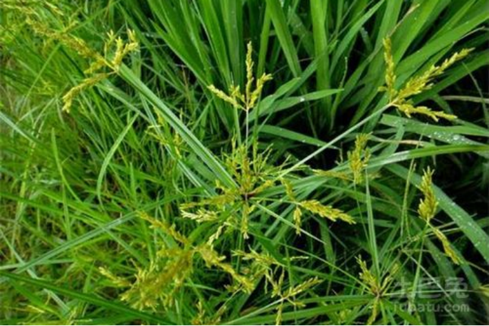 沙漠中的梭梭草是什么东西