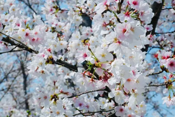 樱花未曾增删带翻译是什么意思？