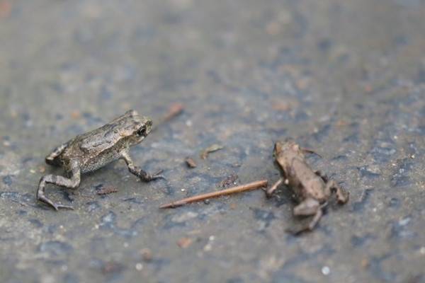 青蛙有哪些本领？