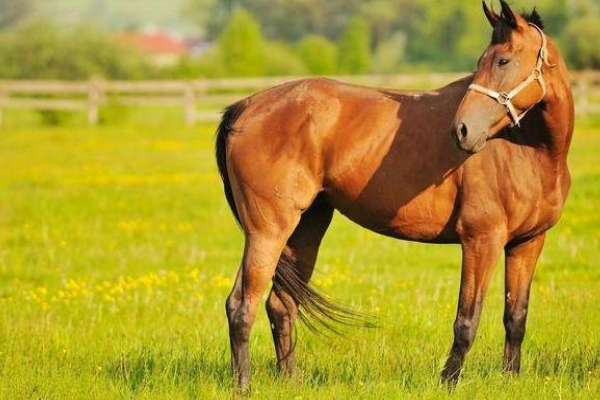 寸步难行路难行,舍生忘死护他人,打一生肖