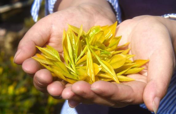 茶黄金是什么东西