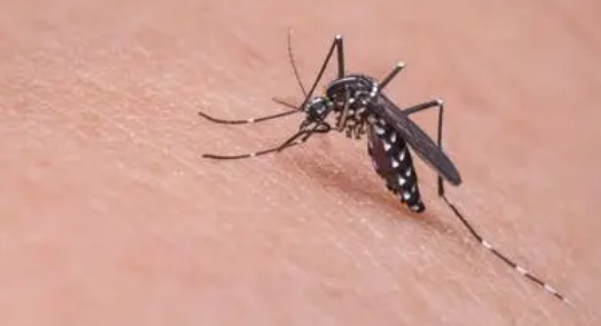 有没有抗寒蚊子？