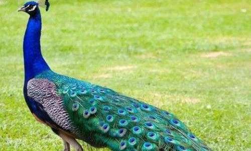 你还知道哪些动物的尾巴有作用？