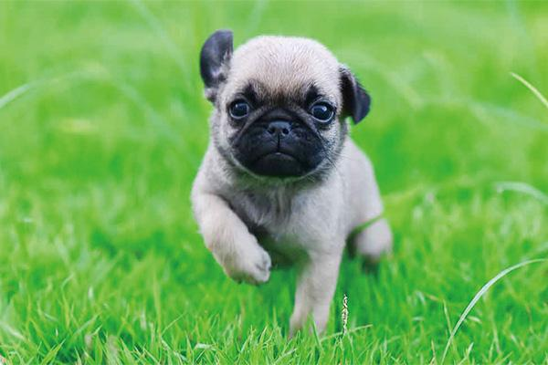 对于新手来说，是养狗好还是养猫好呢？