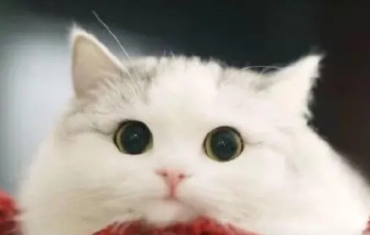 笑嘻嘻地什么填空