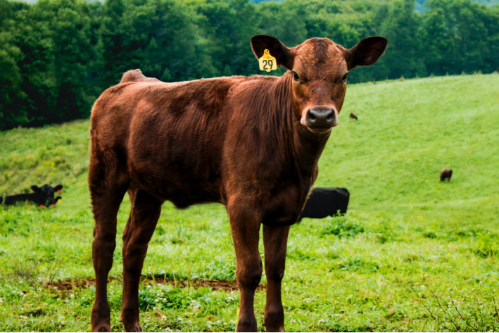 白首无成打一准生肖