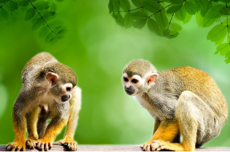 劫富济贫打一准确生肖