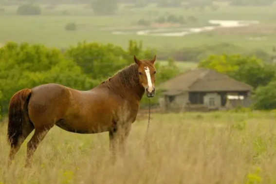 坐也是立立也是立卧也是立打一动物