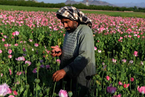 粗制吗啡称为什麽