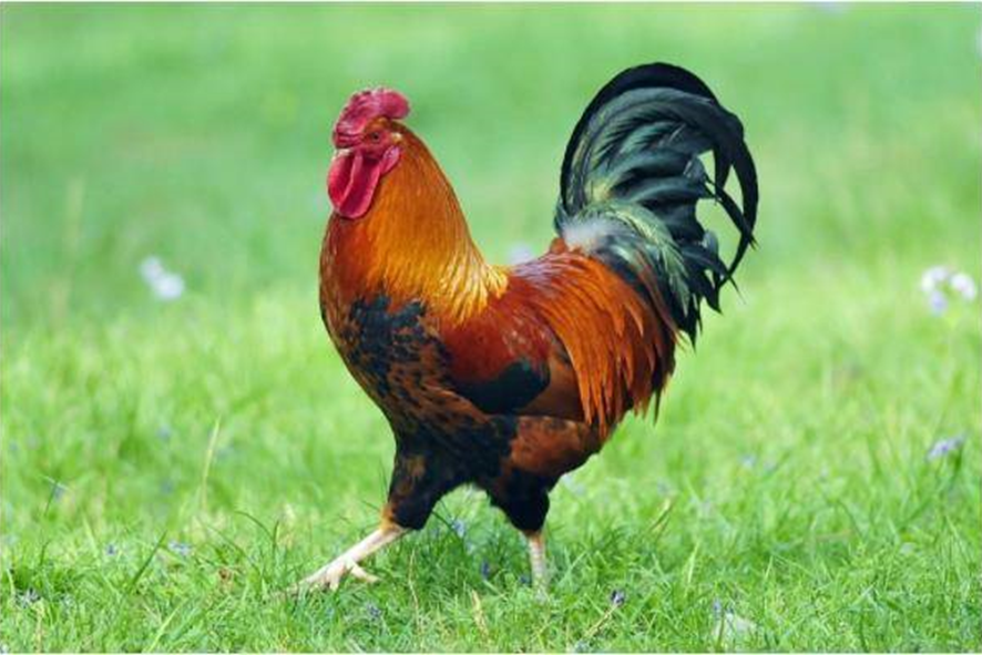 夯雀先飞的正确生肖