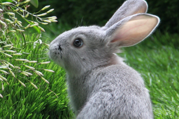 负荆请罪打一个生肖