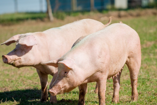 金子一般是指什么动物