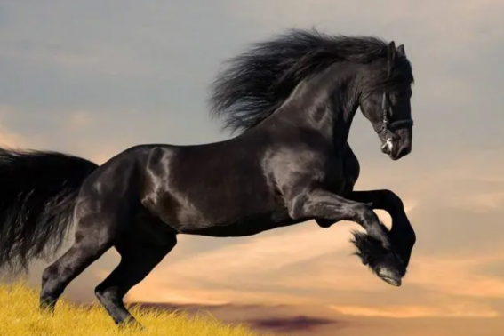 坐也是立立也是立卧也是立打一动物