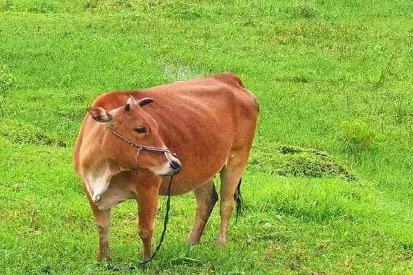 昆山片玉.打一生肖