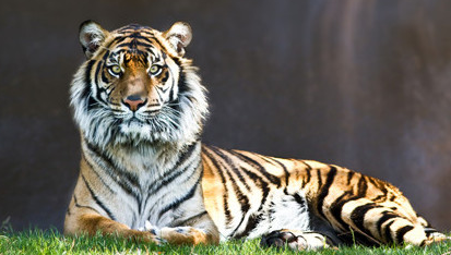 雪海冰山什么生肖？