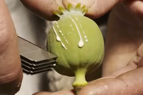 粗制吗啡称为什麽