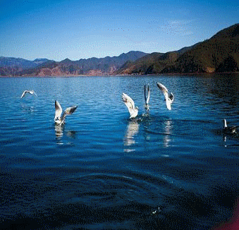 白衣天使指十二生肖中的那个？