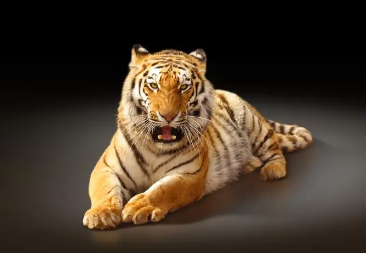 视如珍宝打一个动物