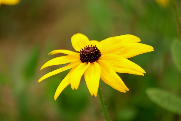 黄花女儿打一个准确生肖