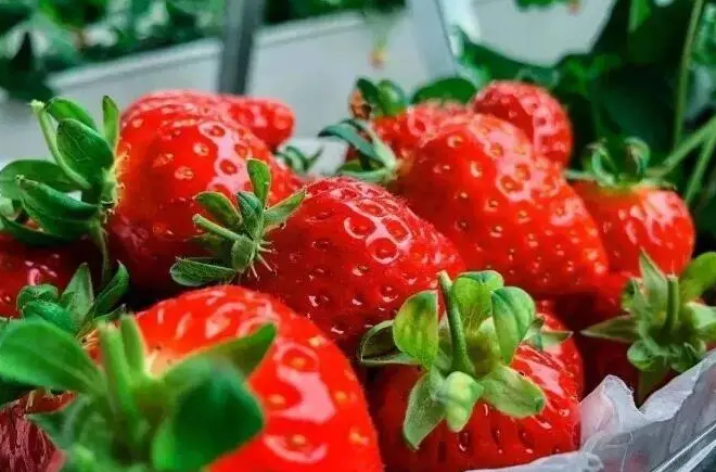 英语班长让我桶她的小草莓怎么办