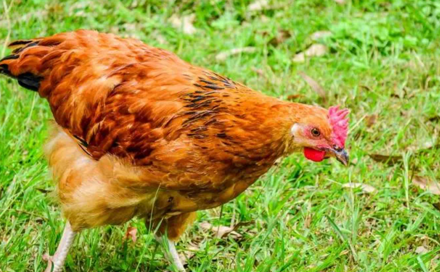 行百里者半九十是什么动物