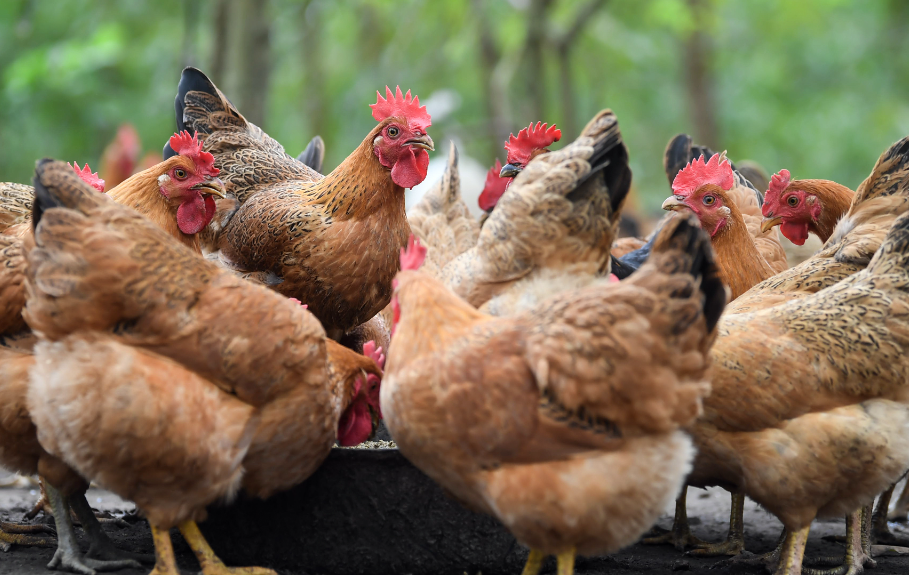 行百里者半九十是什么动物