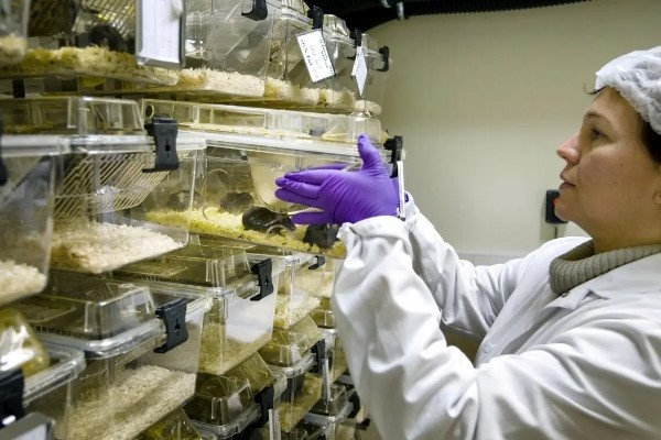 生物老师拿自己做繁殖实验违法吗