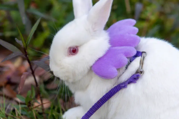 负荆请罪打一个生肖