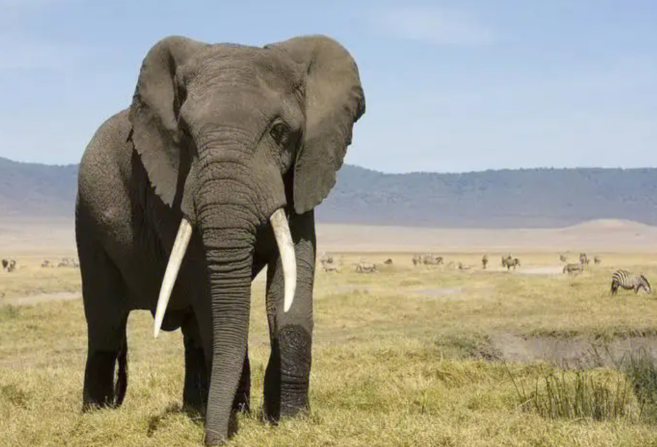 视如珍宝打一个动物