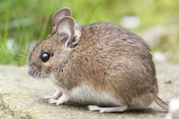 四六转动五坠落指什么动物