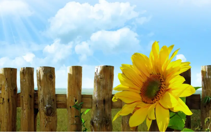 白色恋人是什么意思啊?