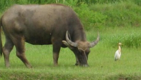 我牛吃草怎么读顺口？