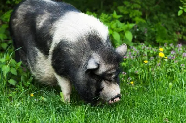 千夫所言一喙代表什么生肖