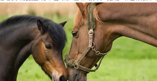 马的长度是多少呢？