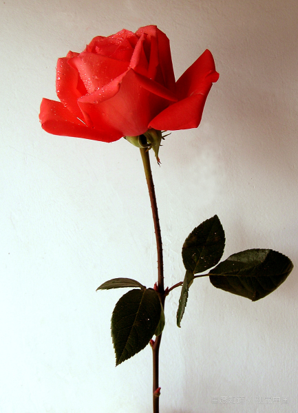 101朵玫瑰代表什么意思啊？