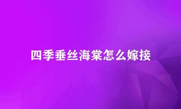 四季垂丝海棠怎么嫁接