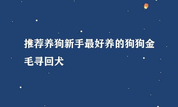 推荐养狗新手最好养的狗狗金毛寻回犬