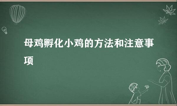 母鸡孵化小鸡的方法和注意事项