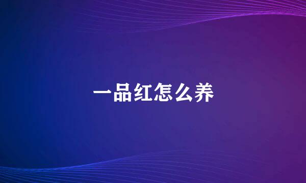 一品红怎么养