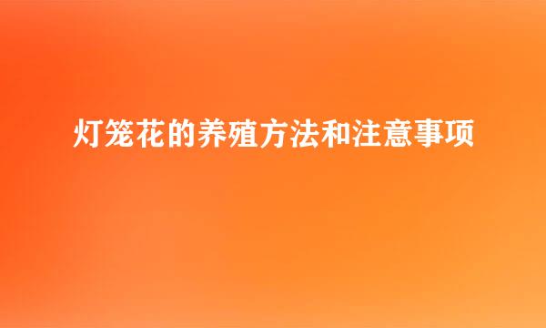 灯笼花的养殖方法和注意事项