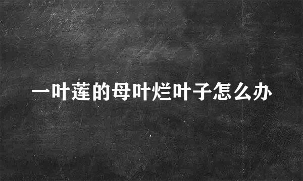 一叶莲的母叶烂叶子怎么办