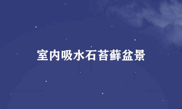 室内吸水石苔藓盆景