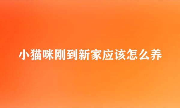 小猫咪刚到新家应该怎么养