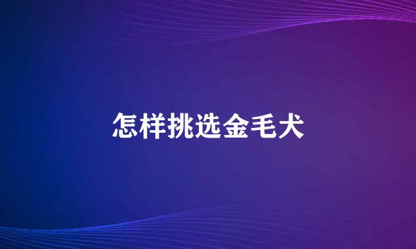 怎样挑选金毛犬