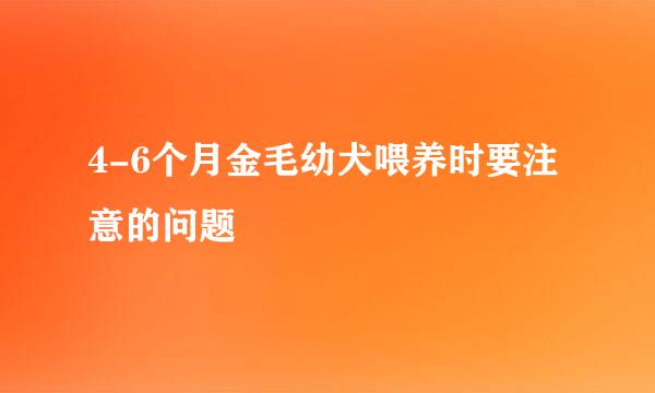 4-6个月金毛幼犬喂养时要注意的问题