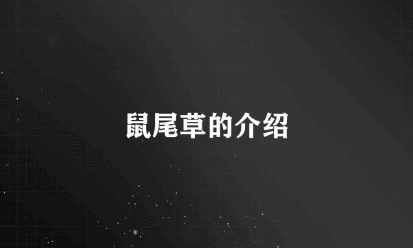鼠尾草的介绍