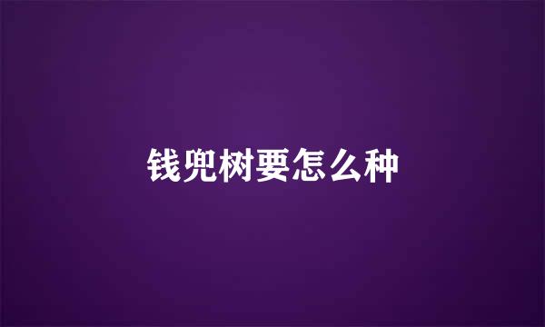 钱兜树要怎么种