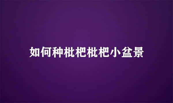 如何种枇杷枇杷小盆景