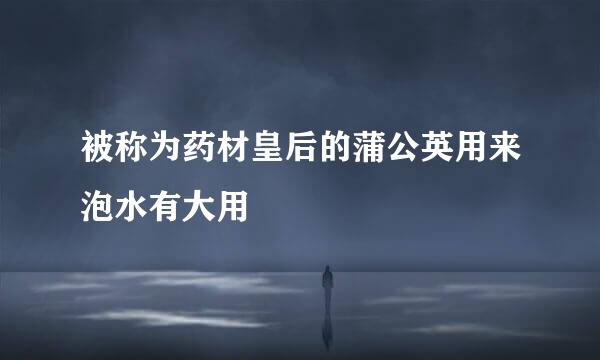 被称为药材皇后的蒲公英用来泡水有大用